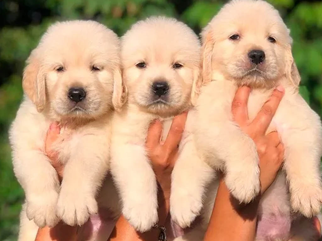 Golden Retriever
