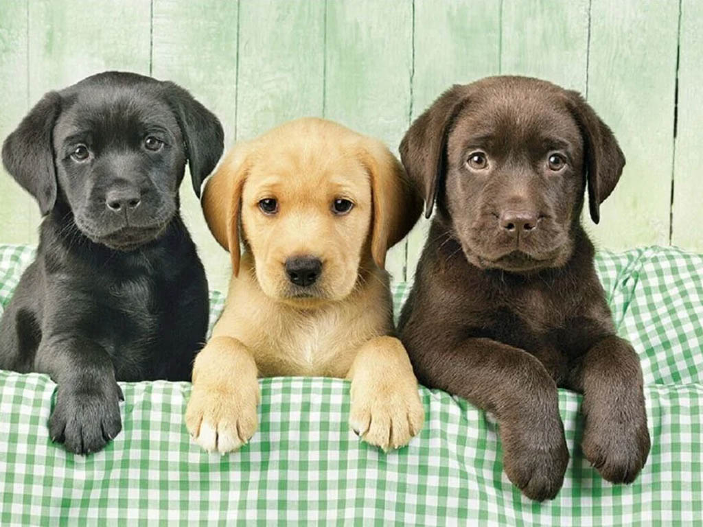 Labrador Retriever