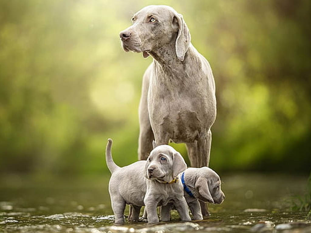 Weimaraner