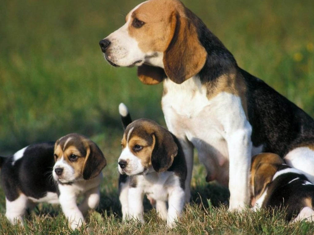 Beagle